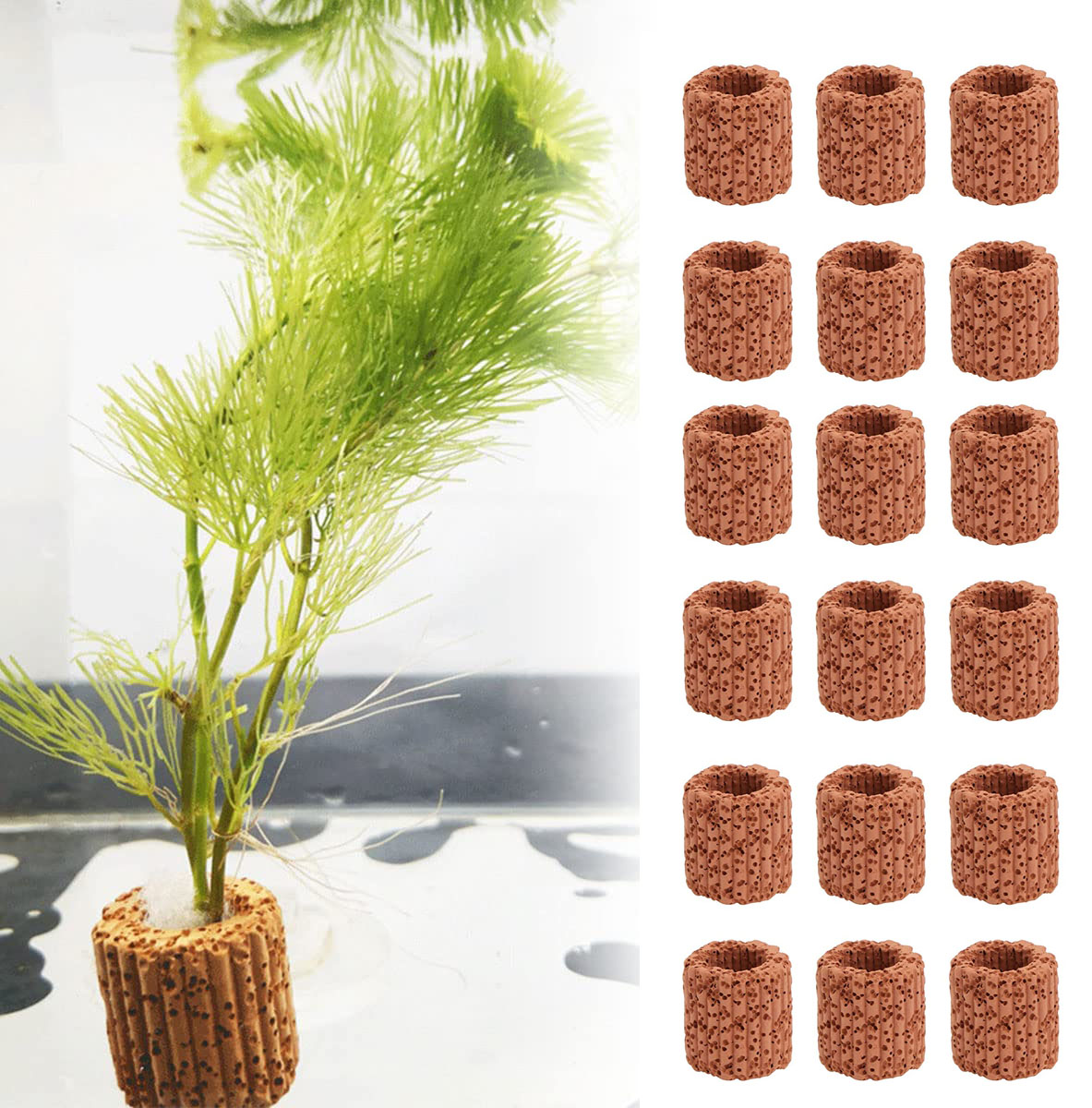 Marine Aquarium Hobby - Aquatic Water Plant Fixed Ring Base