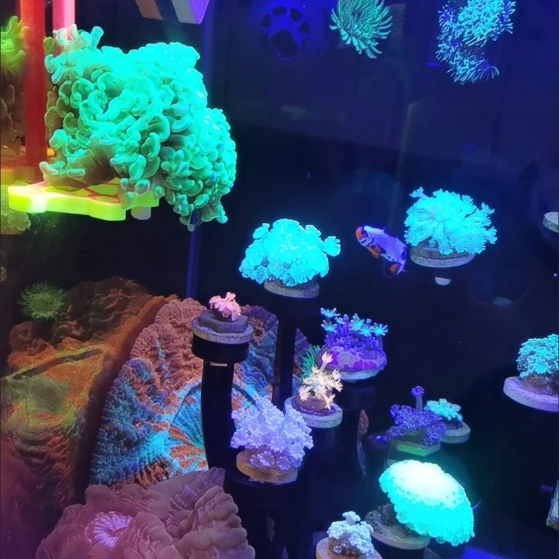 Sps coral frag rack titular su - Marine Aquarium Orp avaliação e preço